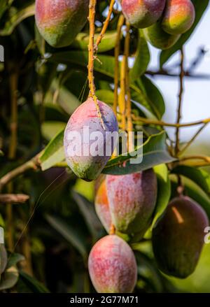 Les mangues rouges sur les branches des mangues dans les vergers de mangues du Punjab, au Pakistan, produisent les meilleures mangues du monde Banque D'Images