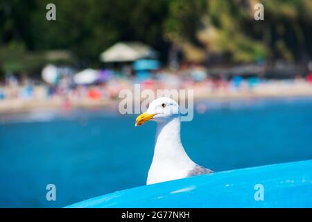 Portrait de la tête du mouette. Gull se cache derrière un kayak de mer bleu. Plage d'été floue et animée en arrière-plan Banque D'Images
