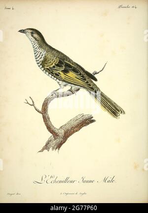 Femelle Échenilleur à épaulettes jaunes [Echenilleur a épaulettes jaunes] Campephaga flava - Cuckooshrike Noir du livre Histoire naturelle des oiseaux d'Afrique [Histoire naturelle des oiseaux d'Afrique] Volume 4, par le Vaillant, François, 1753-1824; chez J. Publish in Paris Fuchs, braire 1805 Banque D'Images