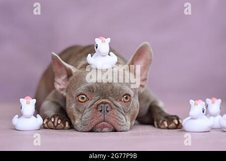 Chien Bulldog français drôle avec canard en caoutchouc licorne sur la tête Banque D'Images