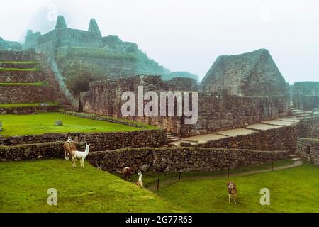 Beaucoup de lamas sur les ruines du site de Machu-Picchu par jour pluvieux au Pérou Banque D'Images