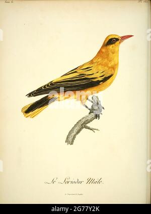 Loriodor masculin du livre Histoire naturelle des oiseaux d'Afrique [Histoire naturelle des oiseaux d'Afrique] Volume 6, par le Vaillant, François, 1753-1824; publier à Paris par chez J.J. Fuchs, braire 1808 Banque D'Images