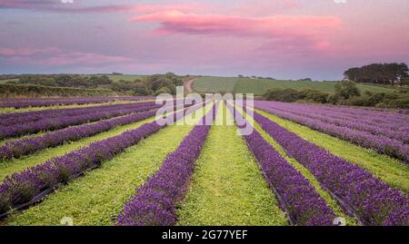 Lizard Peninsula Cornwall, nous sommes la ferme Lavender la plus méridionale du Royaume-Uni. En 2017, nous avons dispersé les graines de fleurs sauvages sur 5 acres pour encourager et améliorer la bio Banque D'Images