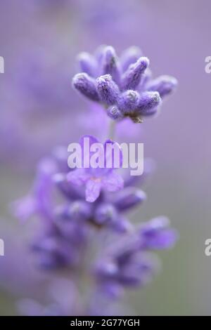 Lizard Peninsula Cornwall, nous sommes la ferme Lavender la plus méridionale du Royaume-Uni. En 2017, nous avons dispersé les graines de fleurs sauvages sur 5 acres pour encourager et améliorer la bio Banque D'Images