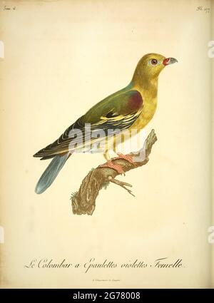 Femme Colombar a Epaulettes Violettes du Livre Histoire naturelle des oiseaux d'Afrique [Histoire naturelle des oiseaux d'Afrique] Volume 6, par le Vaillant, François, 1753-1824; publier à Paris par chez J.J. Fuchs, braire 1808 Banque D'Images