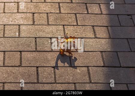 Sécher la feuille d'érable sur les carreaux de la rue à l'automne ensoleillé Banque D'Images
