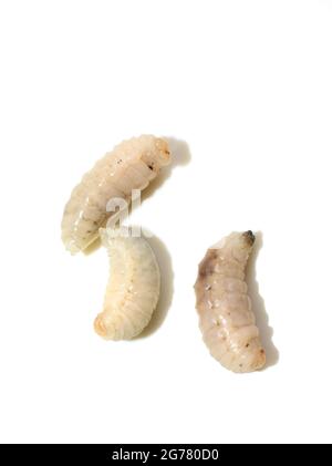 Larve de la guêpe escinante Vespula germanica isolée sur fond blanc Banque D'Images