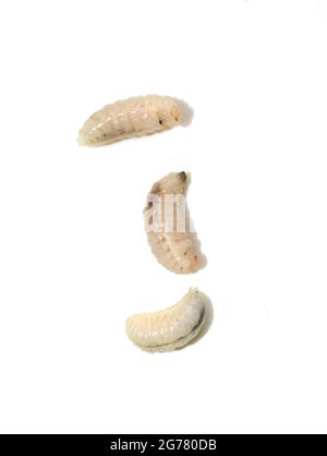 Larve de la guêpe escinante Vespula germanica isolée sur fond blanc Banque D'Images