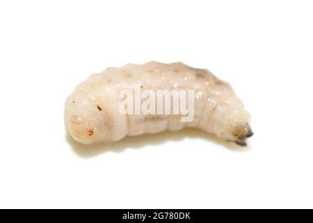 Larve de la guêpe escinante Vespula germanica isolée sur fond blanc Banque D'Images