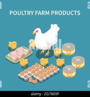 Produits de ferme avicole fond bleu avec poules et poussins vivants emballage des pattes de poulet plateau d'oeufs en conserve dindes icônes isométriques vecteur illustrate Illustration de Vecteur