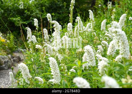 Fleurs de Volzhanka (Aruncus parvulus) poussant dans la région de Primorsky, en Russie. Usine Red Book Banque D'Images