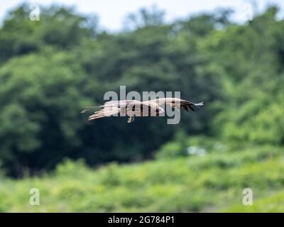 Cerf-volant à oreilles noires volant au-dessus des forêts Banque D'Images