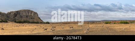 Troupeau de moutons dans un pâturage au nord de Punta Arenas, Patagonie, Chili Banque D'Images