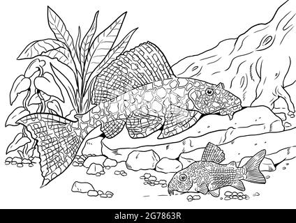 Aquarium avec l'ancienne et le poisson-chat pour la coloration. Modèles de poissons colorés. Livre de coloriage pour les enfants et les adultes. Banque D'Images