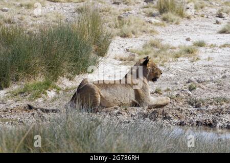 Lion africain (Panthera leo), jeune homme au trou d'eau, allongé à côté d'une flaque, sur le belvédère, Parc national d'Etosha, Namibie, Afrique Banque D'Images