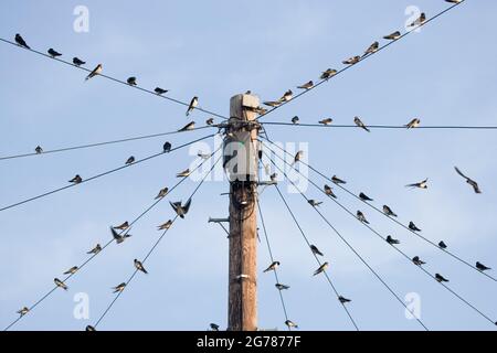 Swalws Hirundo rustica perching sur des fils de télégraphe dans un grand groupe, se préparer à un vol de migration, North Yorkshire, Angleterre, Royaume-Uni Banque D'Images