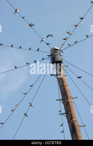 Swalws Hirundo rustica perching sur des fils de télégraphe dans un grand groupe, se préparer à un vol de migration, North Yorkshire, Angleterre, Royaume-Uni Banque D'Images