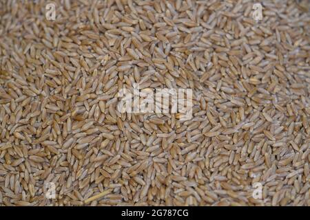 Grimma, Allemagne. 06e juillet 2021. Triticale, une variété de céréales dérivée d'un croisement entre le blé femelle et le seigle mâle. Credit: Robert Michael/dpa-Zentralbild/ZB/dpa/Alay Live News Banque D'Images