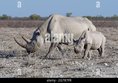 Rhinocéros noirs (Diceros bicornis), femelle adulte avec jeune, se nourrissant de l'herbe, Parc national d'Etosha, Namibie, Afrique Banque D'Images