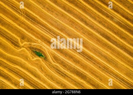 Vue aérienne d'un champ de blé fraîchement récolté. Beauté et les modèles d'une terre agricole cultivée d'en haut. Banque D'Images