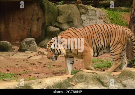 Tigre de Malaisie en captivité. Elles sont inscrites sur la liste des espèces en voie de disparition. Points de mise au point sélective. Arrière-plan flou Banque D'Images