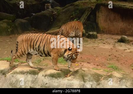 Tigre de Malaisie en captivité. Elles sont inscrites sur la liste des espèces en voie de disparition. Points de mise au point sélective. Arrière-plan flou Banque D'Images