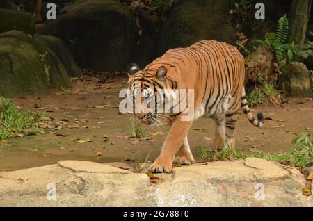 Tigre de Malaisie en captivité. Elles sont inscrites sur la liste des espèces en voie de disparition. Points de mise au point sélective. Arrière-plan flou Banque D'Images