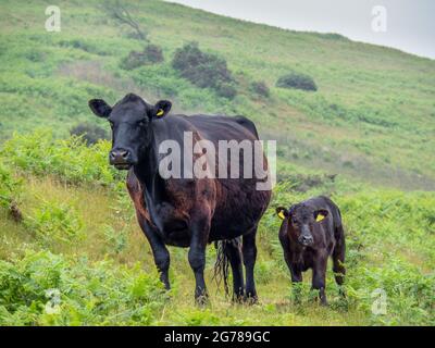 Vache noire rouge avec veau sur Dartmoor. Race noire galloise. Banque D'Images