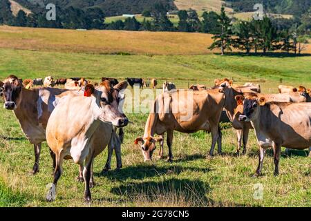 Troupeau de vaches en pâturage par jour ensoleillé, vue rapprochée Banque D'Images