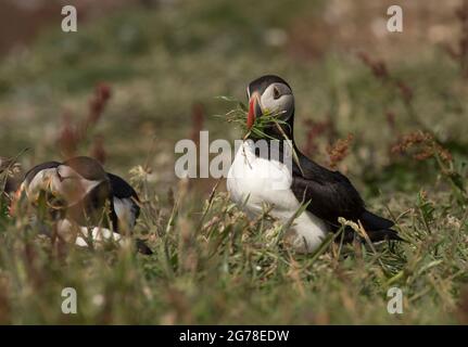 Atlantic Puffin, Fratercula artica, avec matériel de nidification, île de Lunga, Écosse Banque D'Images