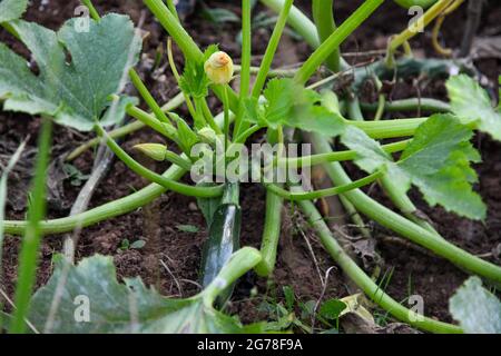 Courgettes, plante végétale, plante de courgettes, fleurs, jardin biologique, autosuffisance, culture, vert, santé, été Banque D'Images