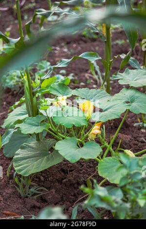 Courgettes, plante végétale, plante de courgettes, fleurs, jardin biologique, autosuffisance, culture, vert, santé, été Banque D'Images