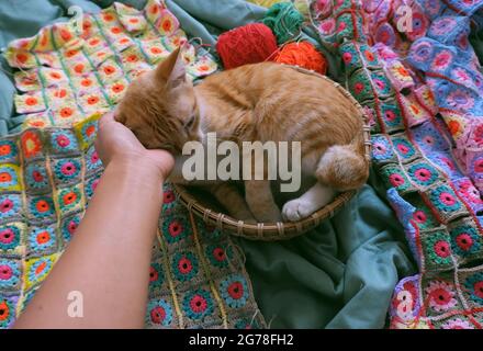 Vue de dessus joli animal de compagnie couché dans le panier sur une couverture faite à la main colorée par crochet, faire et lier des morceaux de graphique de fil pour le chaud en hiver Banque D'Images