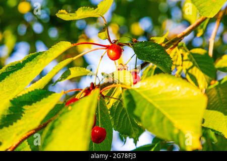 Cerises, cerisier, juin, été, fruit, fruité, plaisir Banque D'Images