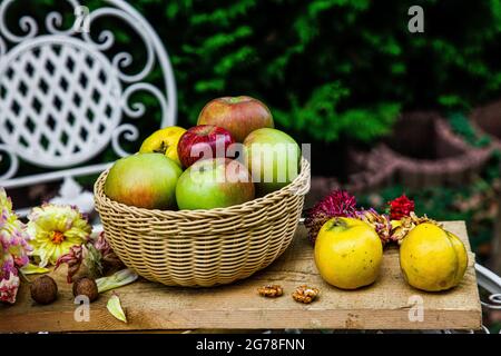 Pommes, quinces, biologique, agriculture, automne, Octobre Banque D'Images