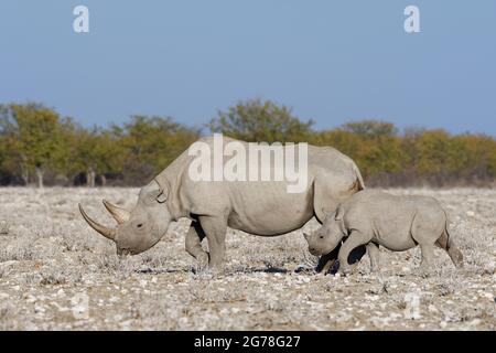 Rhinocéros noirs (Diceros bicornis), femelle adulte avec jeune, marchant dans les prairies sèches, Parc national d'Etosha, Namibie, Afrique Banque D'Images