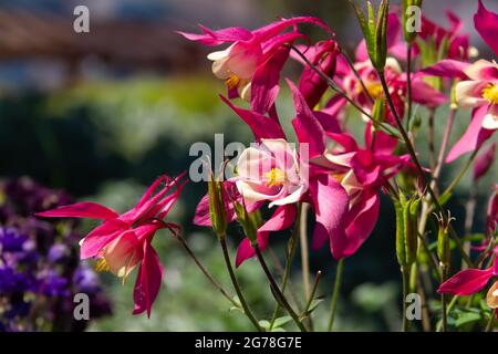 Image rapprochée d'une belle fleur rouge Aquilegia vulgaris à fleurs printanières également connue sous le nom de capot de Columbine ou Granny Banque D'Images