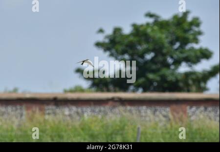 A skylark - Alauda arvensis - tourne et chante au-dessus de l'herbe à Tenantry Down à Brighton Sussex Royaume-Uni Banque D'Images