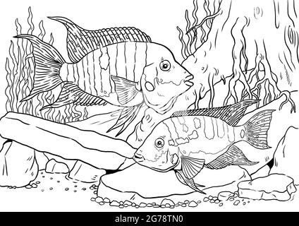 Aquarium avec cichlid Firemouth pour colorier. Modèles de poissons colorés. Livre de coloriage pour les enfants et les adultes. Banque D'Images
