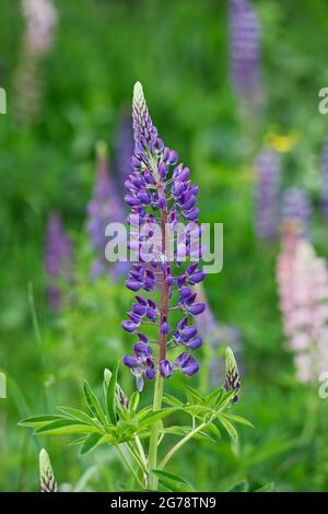 Fleur de jardin pourpre en fleur Lupin Flower dans la nature. Lupinus Polyphyllus coloré sur une prairie. Belle fleur sauvage à l'extérieur. Banque D'Images