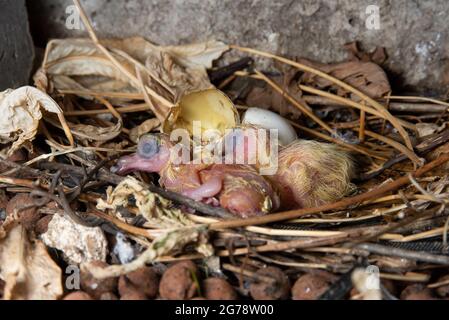 Two Rock Dove ou Feral Pigeon, Columba livia, altrcial jeune in Nest, Londres, Royaume-Uni Banque D'Images