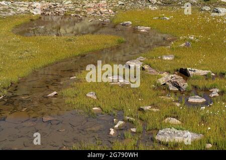 Europe, Autriche, Tyrol, Alpes de l'Ötztal, Ötztal, Zone humide à Weißkarsee Banque D'Images