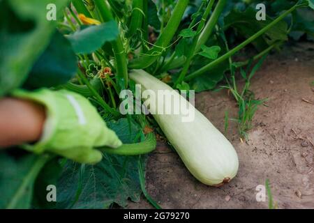 Jardinier moissonnant des courgettes dans le jardin d'été, à la recherche de fruits. Grand légume prêt à être coupé. Gros plan Banque D'Images