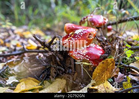 L'Europe, l'Allemagne, le Bade-Wurtemberg, Stuttgart, ont endommagé les tabourets de crapaud dans la forêt d'automne Banque D'Images