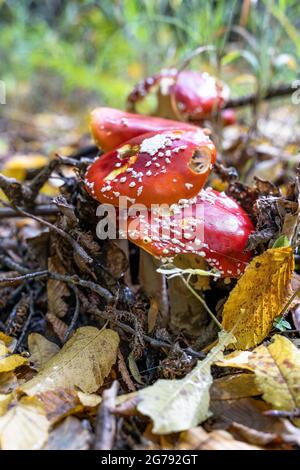 L'Europe, l'Allemagne, le Bade-Wurtemberg, Stuttgart, ont endommagé les tabourets de crapaud dans la forêt d'automne Banque D'Images