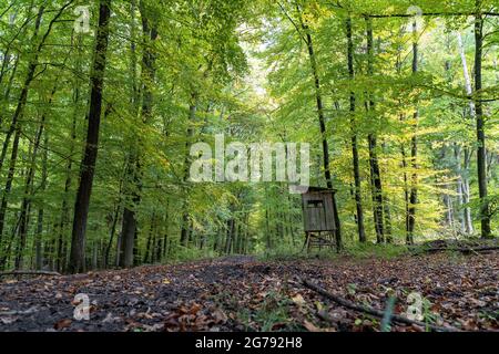 Europe, Allemagne, Bade-Wurtemberg, Stuttgart, siège haut dans la forêt urbaine automnale Banque D'Images