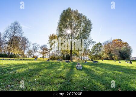 Europe, Allemagne, Bade-Wurtemberg, Stuttgart, canards dans la prairie du parc de Max-Eyth-See Banque D'Images