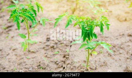 Une jeune plantule de tomate pousse dans le jardin. Légumes biologiques en pleine croissance. Produits écologiques. Agriculture et agriculture. Mise au point sélective Banque D'Images