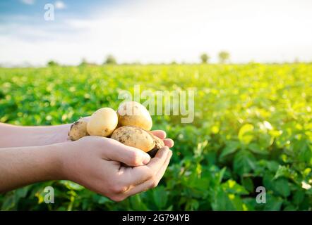 Jeunes pommes de terre fraîches entre les mains d'un agriculteur sur le fond des plantations de pommes de terre agricoles. Récolte de cultures agricoles. Légumes frais biologiques Banque D'Images