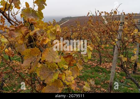 Europe, Allemagne, Bade-Wurtemberg, vallée du Neckar, Hessigheim, Vue sur les jardins rocheux de Hessigheim en automne Banque D'Images